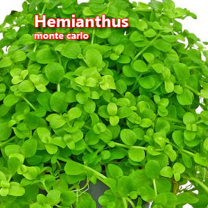 Hemianthus monte carlo